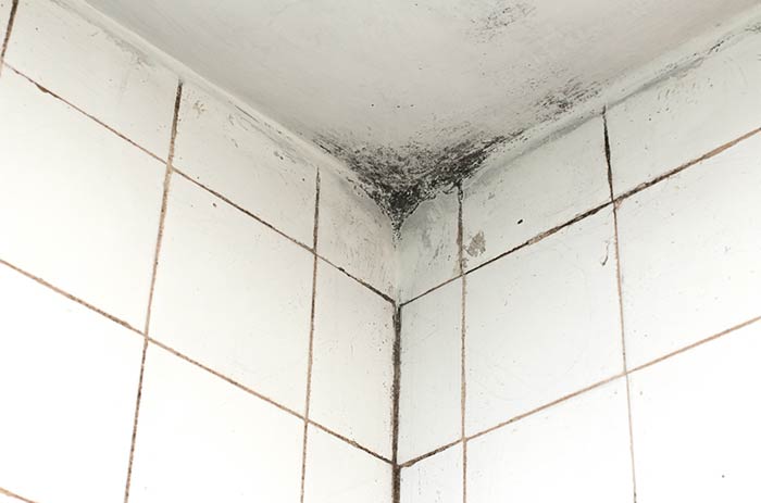 white bathroom-mould